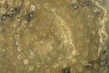 Polished Fossil Rugose Coral Slab - Morocco #276195-1